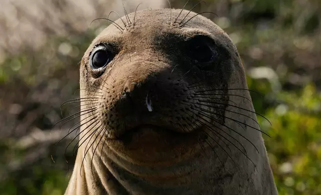 FILE - A female elephant seal watches visitors on a tour of Año Nuevo State Park, Friday, Jan. 16, 2026, in Pescadero, Calif. (AP Photo/Godofredo A. Vásquez,File)