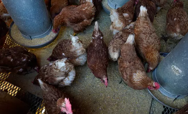 FILE - Red Star chickens feed in their coop, Jan. 10, 2023, at Historic Wagner Farm in Glenview, Ill.(AP Photo/Erin Hooley, File)