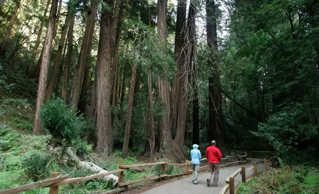 A couple walk along a pathway beneath giant redwoods at the Muir Woods National Monument in Marin County, Calif., Monday, March 31, 2008. Muir Woods, just a dozen miles north of San Francisco, gets a million visitors a year and the sounds of Mandarin, French, Spanish or a score of other languages are often heard in the park at any time. Mostly they seem to be saying the same thing: These trees are big. (AP Photo/Eric Risberg)