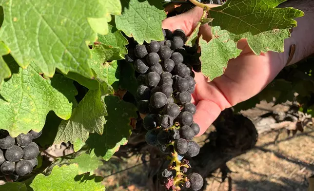 In this Oct. 4, 2019 photo, Cabernet Sauvignon wine grapes that are almost ready for harvest are held at Wente Vineyards in Livermore, Calif. American wine producers are being squeezed out of the fast-growing Chinese market, thanks to President Donald Trump's trade war with China. Since the trade dispute began last year, China has raised tariffs on American wines three times in retaliation for U.S. tariffs on Chinese goods. Those Chinese tariffs have made U.S. wine much more expensive, leading to a steep drop in sales. Among the casualties is California's Wente Vineyards, a family-run wine business that was among the first U.S. winemakers to export to China 25 years ago. (AP Photo/Terry Chea)