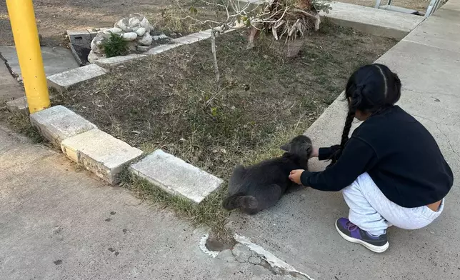 A young immigrant girl who just arrived at the Holding Institute, a shelter in Laredo, Texas on Feb. 12, 2026, pets a cat as her mother and other families receive a welcome and instructions on how to purchase tickets to get back to their homes in the U.S. (AP Photo/Valerie Gonzalez)