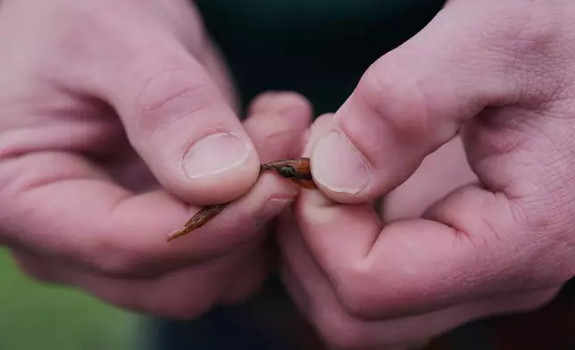 Blake Wilson, an entomologist at Louisiana State University, inspects a baby apple snail Wednesday, Jan. 21, 2026, at a crawfish farm in Kaplan, La. (AP Photo/Joshua A. Bickel)