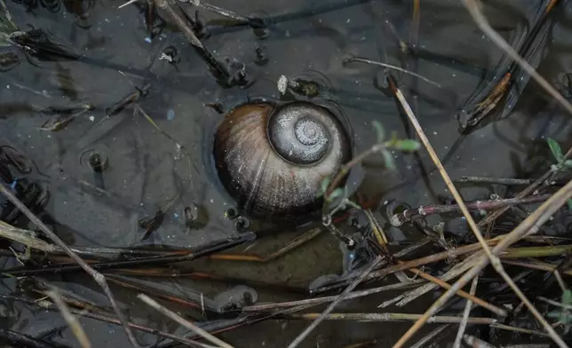 An apple snail sits in a drainage ditch Wednesday, Jan. 21, 2026, near a crawfish pond in Kaplan, La. (AP Photo/Joshua A. Bickel)