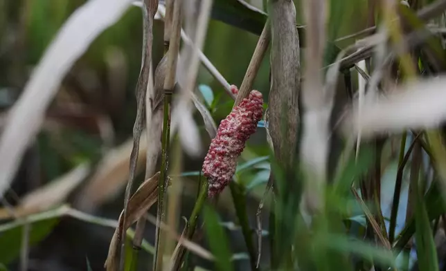 A cluster of apple snail eggs, with some that have hatched, sticks to a plant Wednesday, Jan. 21, 2026, in Kaplan, La. (AP Photo/Joshua A. Bickel)