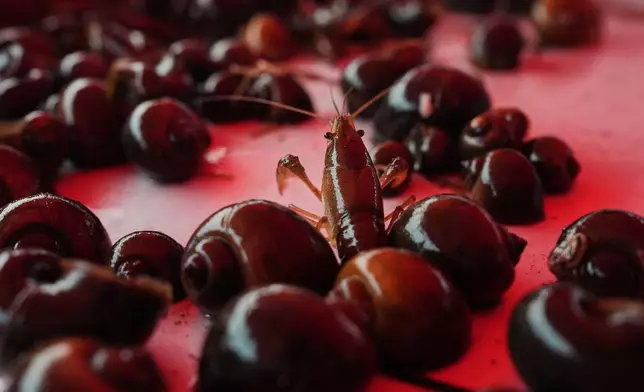 A crawfish crawls through apple snails after harvest Wednesday, Jan. 21, 2026, at a farm in Kaplan, La. (AP Photo/Joshua A. Bickel)