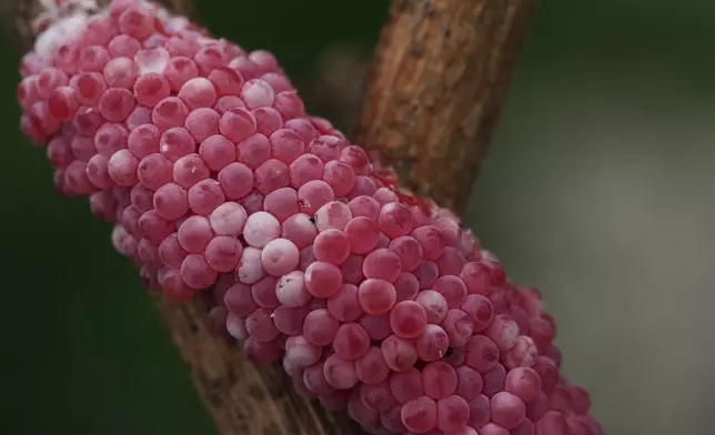 Apple snail eggs stick to a plant Wednesday, Jan. 21, 2026, in Kaplan, La. (AP Photo/Joshua A. Bickel)