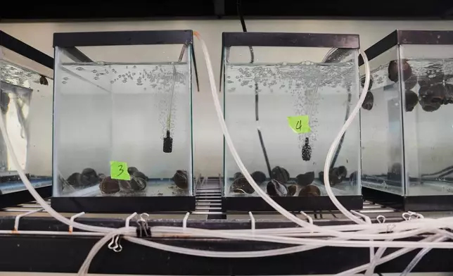 Apple snails sit in tanks as part of an experiment testing concentrations of copper sulfate used to kill the snails Thursday, Jan. 22, 2026, at Louisiana State University in Baton Rouge, La. (AP Photo/Joshua A. Bickel)