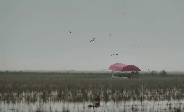 Birds fly overhead as a crawfish boat moves through a pond while harvesting Thursday, Jan. 22, 2026, in Kaplan, La. (AP Photo/Joshua A. Bickel)