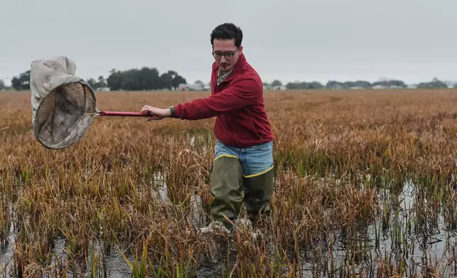 Tyler Musgrove, a rice extension specialist with Louisiana State University, uses a net to catch insects in a rice field Thursday, Jan. 22, 2026, at a farm in Kaplan, La. (AP Photo/Joshua A. Bickel)