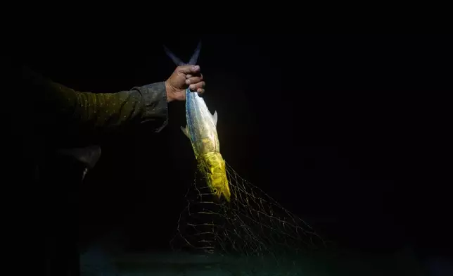 Fisherman Mauricio Contreras removes a fish from his net aboard his boat as night falls near Los Arrecifes, Mexico, Oct. 26, 2025. (AP Photo/Felix Marquez)