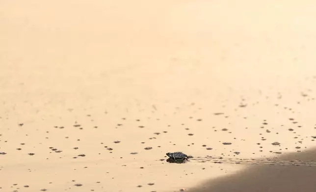A green sea turtle hatchling approaches the sea at dawn after being released by local residents in Los Arrecifes, Mexico, Oct. 27, 2025. (AP Photo/Felix Marquez)