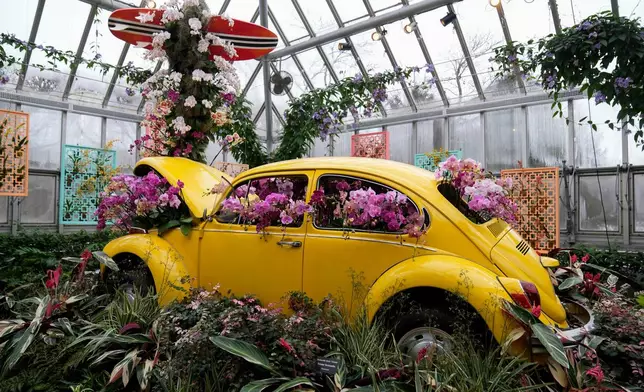 Orchids adorn a Volkswagon Beetle as finishing touches are placed on the 12th annual Chicago Botanic Garden Orchid Show, Friday, Feb. 6, 2026, in Glencoe, Ill. (AP Photo/Erin Hooley)