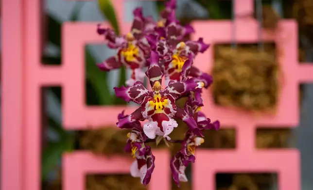 Miltonidium orchids are on display as finishing touches are placed on the 12th annual Chicago Botanic Garden Orchid Show, Friday, Feb. 6, 2026, in Glencoe, Ill. (AP Photo/Erin Hooley)