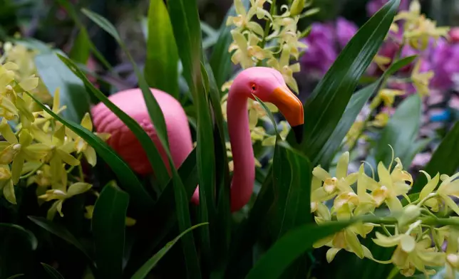 A pink flamingo is nestled among plants as finishing touches are placed on the 12th annual Chicago Botanic Garden Orchid Show, Friday, Feb. 6, 2026, in Glencoe, Ill. (AP Photo/Erin Hooley)