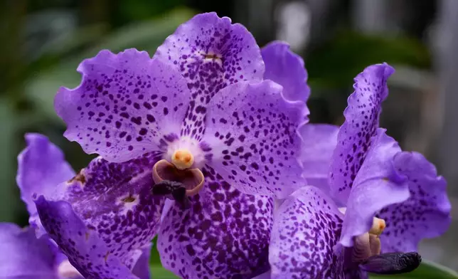 Vanda orchids grow in a greenhouse as finishing touches are placed on the 12th annual Chicago Botanic Garden Orchid Show, Friday, Feb. 6, 2026, in Glencoe, Ill. (AP Photo/Erin Hooley)