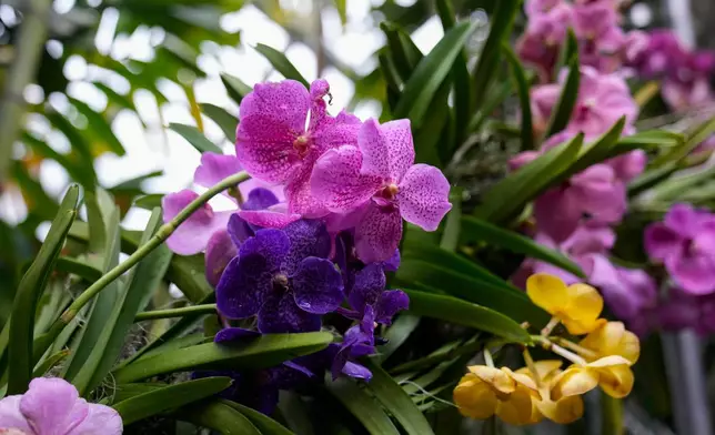 Vanda orchids grow in a greenhouse as finishing touches are placed on the 12th annual Chicago Botanic Garden Orchid Show, Friday, Feb. 6, 2026, in Glencoe, Ill. (AP Photo/Erin Hooley)