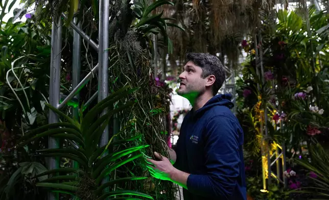 Exhibits horticulturist Jason Toth holds the roots of a large Vanda orchid as finishing touches are placed on the 12th annual Chicago Botanic Garden Orchid Show, Friday, Feb. 6, 2026, in Glencoe, Ill. (AP Photo/Erin Hooley)