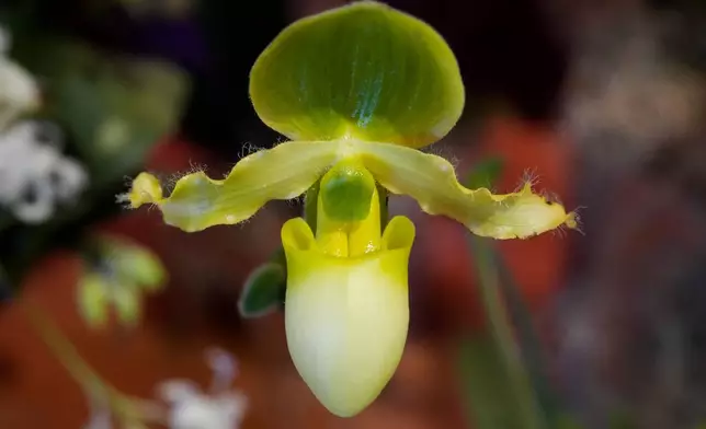 A Paphiopedilum orchid is on display as finishing touches are placed on the 12th annual Chicago Botanic Garden Orchid Show, Friday, Feb. 6, 2026, in Glencoe, Ill. (AP Photo/Erin Hooley)