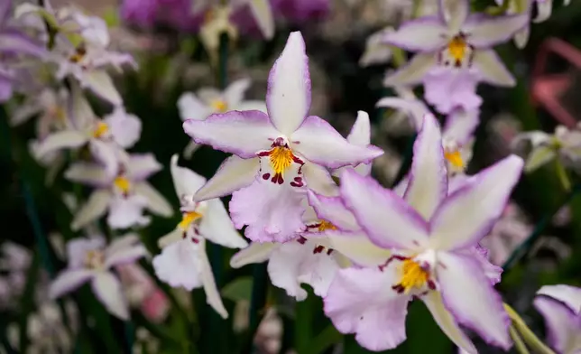 Aliceara orchids grow in a greenhouse as finishing touches are placed on the 12th annual Chicago Botanic Garden Orchid Show, Friday, Feb. 6, 2026, in Glencoe, Ill. (AP Photo/Erin Hooley)