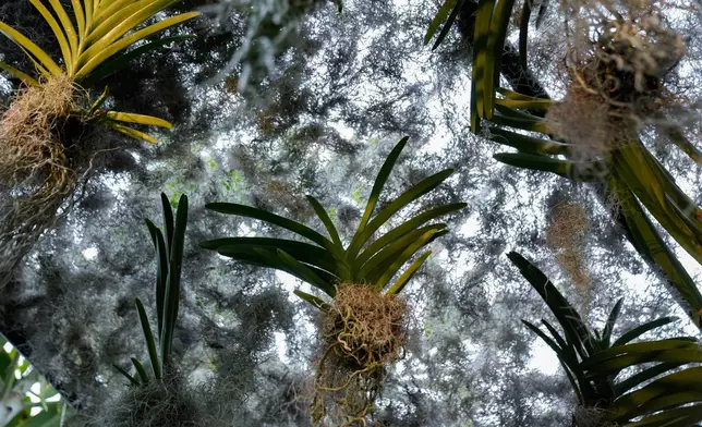 Vanda orchids hang from the ceiling of a greenhouse as finishing touches are placed on the 12th annual Chicago Botanic Garden Orchid Show, Friday, Feb. 6, 2026, in Glencoe, Ill. (AP Photo/Erin Hooley)