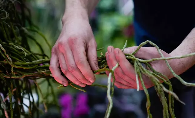 Exhibits horticulturist Jason Toth holds the roots of a large Vanda orchid as finishing touches are placed on the 12th annual Chicago Botanic Garden Orchid Show, Friday, Feb. 6, 2026, in Glencoe, Ill. (AP Photo/Erin Hooley)