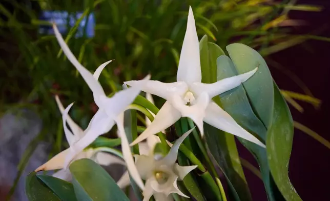 A Darwin's orchid is on display as finishing touches are placed on the 12th annual Chicago Botanic Garden Orchid Show, Friday, Feb. 6, 2026, in Glencoe, Ill. (AP Photo/Erin Hooley)