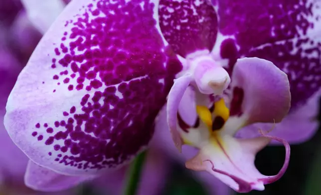 A Phalaenopsis orchid is on display as finishing touches are placed on the 12th annual Chicago Botanic Garden Orchid Show, Friday, Feb. 6, 2026, in Glencoe, Ill. (AP Photo/Erin Hooley)