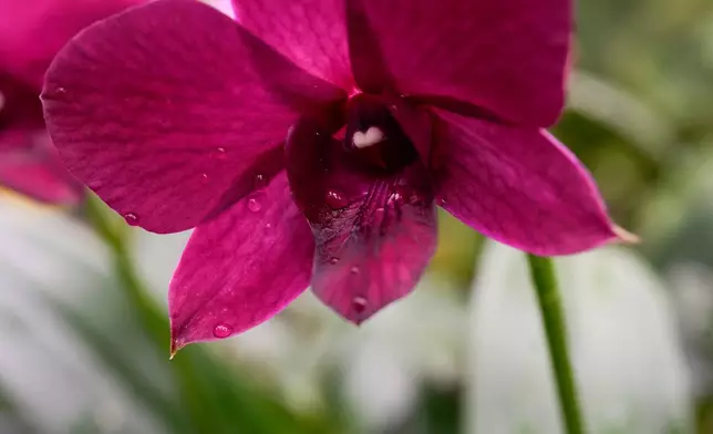 A Dendrobium orchid grows in a greenhouse as finishing touches are placed on the 12th annual Chicago Botanic Garden Orchid Show, Friday, Feb. 6, 2026, in Glencoe, Ill. (AP Photo/Erin Hooley)