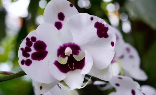 Phalaenopsis orchids grows in a greenhouse as finishing touches are placed on the 12th annual Chicago Botanic Garden Orchid Show, Friday, Feb. 6, 2026, in Glencoe, Ill. (AP Photo/Erin Hooley)