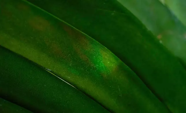 Vanda orchid leaves grow as finishing touches are placed on the 12th annual Chicago Botanic Garden Orchid Show, Friday, Feb. 6, 2026, in Glencoe, Ill. (AP Photo/Erin Hooley)