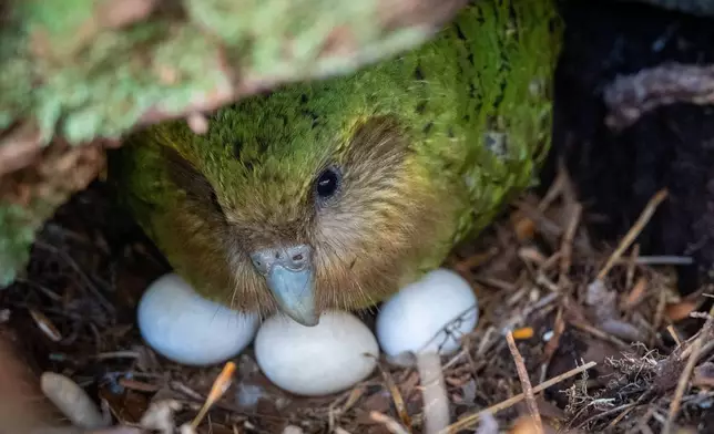 In this photo provided by the Dept. of Conservation, New Zealand, Kakapo, Kohengi sits with her three eggs, on Anchor Island, Pukenui, New Zealand, Feb. 3, 2026. (Andrew Digby/Dept. of Conservation, New Zealand via AP)