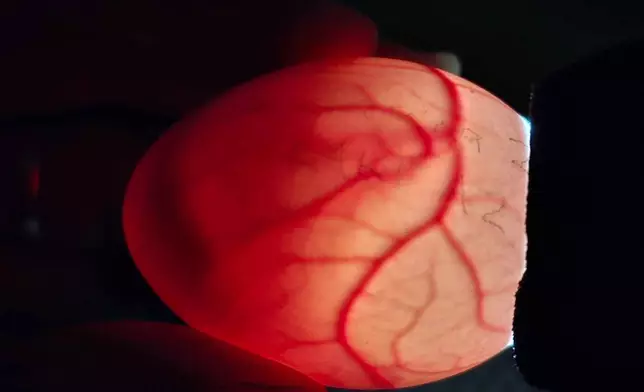 In this photo provided by the Dept. of Conservation, New Zealand, a Dept. of Conservation staff member holds an egg for candling of a Kakapo egg on Whenua Hou Island, New Zealand, Feb. 2026. (Dept. of Conservation, New Zealand via AP)