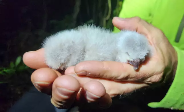 In this photo provided by the Dept. of Conservation, New Zealand, a Dept. of Conservation staff member holds Kakapa chicks Tiwhiri A1 and Tiwhiri A2 on Anchor Island Pukenui, New Zealand, Feb. 2026. (Dept. of Conservation, New Zealand via AP)