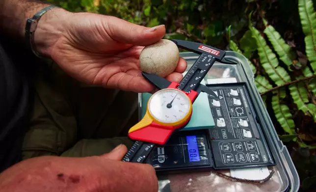 In this photo provided by the Dept. of Conservation, New Zealand, a Dept. of Conservation staff member checks the size of a Kakapo egg on Whenua Hou Island, New Zealand, Feb. 2026. (Dept. of Conservation, New Zealand via AP)