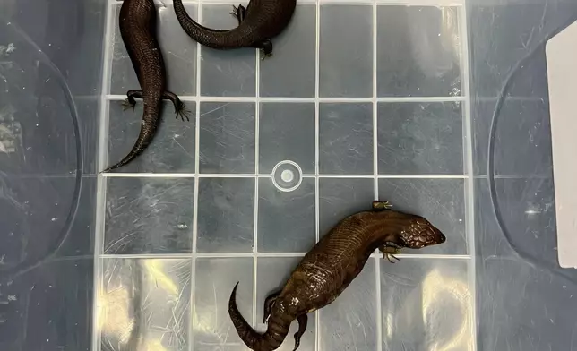 Hong Kong Customs seizes live lizards of suspected scheduled endangered species  Source: HKSAR Government Press Releases