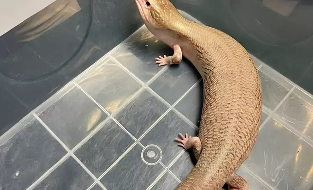 Hong Kong Customs seizes live lizards of suspected scheduled endangered species  Source: HKSAR Government Press Releases