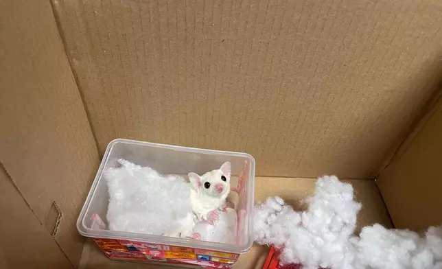 Hong Kong Customs detects suspected case of illegal importing of animals  Source: HKSAR Government Press Releases