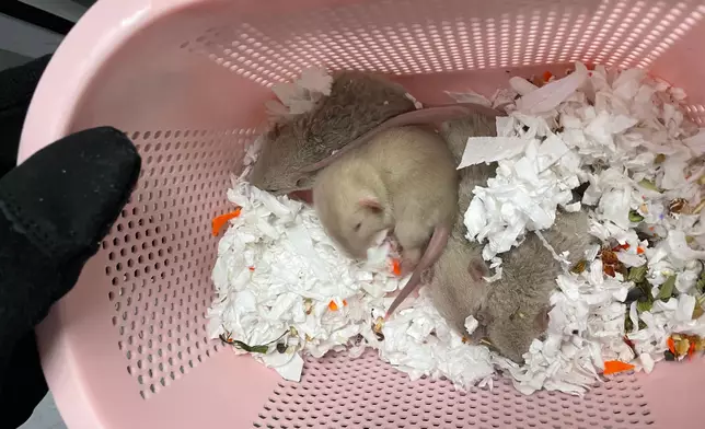 Hong Kong Customs detects suspected case of illegal importing of animals  Source: HKSAR Government Press Releases