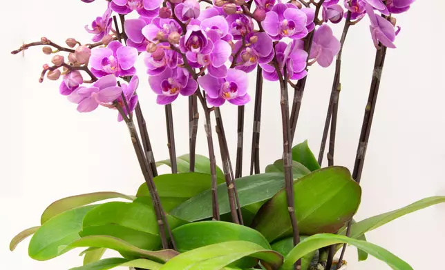 AFCD reminds public not to bring endangered species into Hong Kong or purchase them online illegally Source: HKSAR Government Press Releases