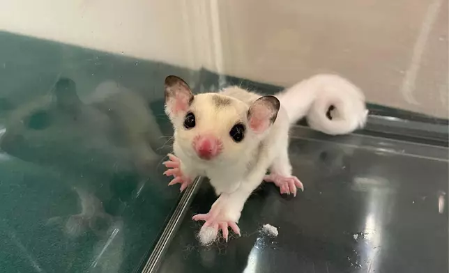 Hong Kong Customs detects suspected case of illegal importing of animals  Source: HKSAR Government Press Releases