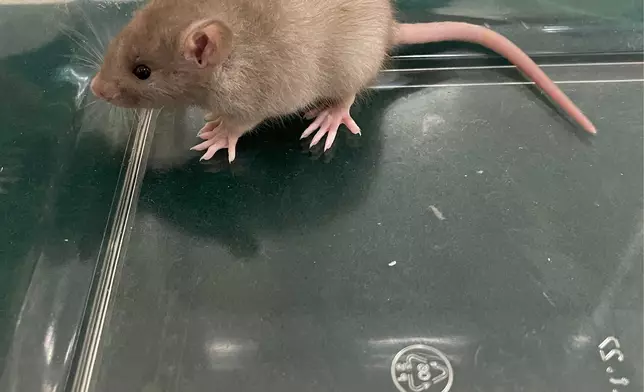 Hong Kong Customs detects suspected case of illegal importing of animals  Source: HKSAR Government Press Releases