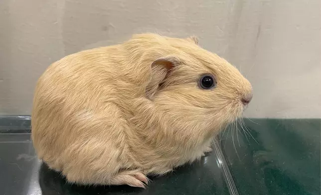 Hong Kong Customs detects suspected case of illegal importing of animals  Source: HKSAR Government Press Releases