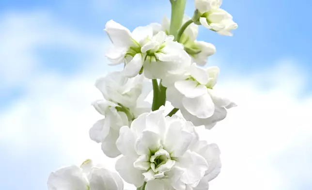 Flower Show to adorn Victoria Park with theme flower stock from March 20  Source: HKSAR Government Press Releases