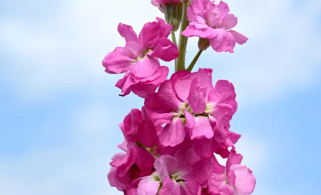 Flower Show to adorn Victoria Park with theme flower stock from March 20  Source: HKSAR Government Press Releases