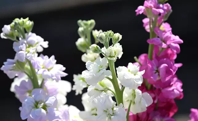 Flower Show to adorn Victoria Park with theme flower stock from March 20  Source: HKSAR Government Press Releases