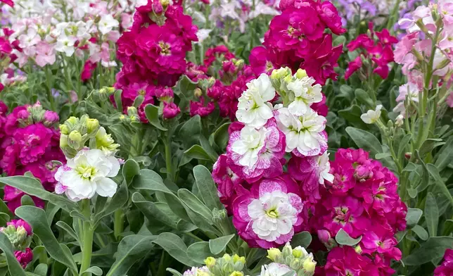 Flower Show to adorn Victoria Park with theme flower stock from March 20  Source: HKSAR Government Press Releases