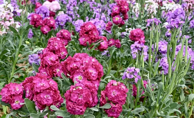 Flower Show to adorn Victoria Park with theme flower stock from March 20  Source: HKSAR Government Press Releases