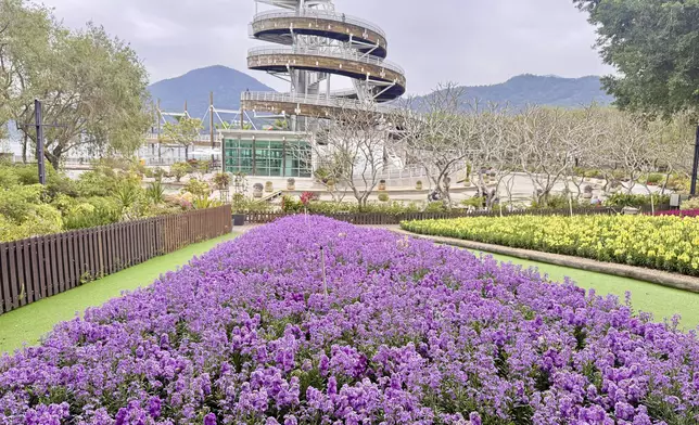 Flower Show to adorn Victoria Park with theme flower stock from March 20  Source: HKSAR Government Press Releases