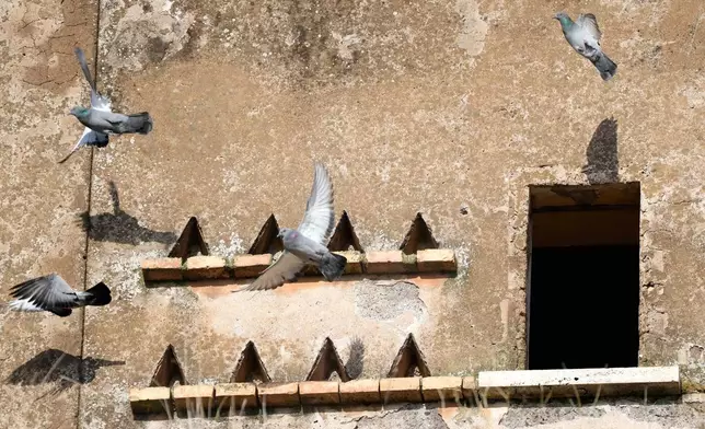 Pigeons fly away from the farmhouse at the Degemar Quarry near Tivoli, Italy, 35 kilometers east of Rome, on Friday, Feb. 13, 2026, where 17th-century Baroque architect Gian Lorenzo Bernini selected travertine for the colonnade of St. Peter's Square. (AP Photo/Gregorio Borgia)