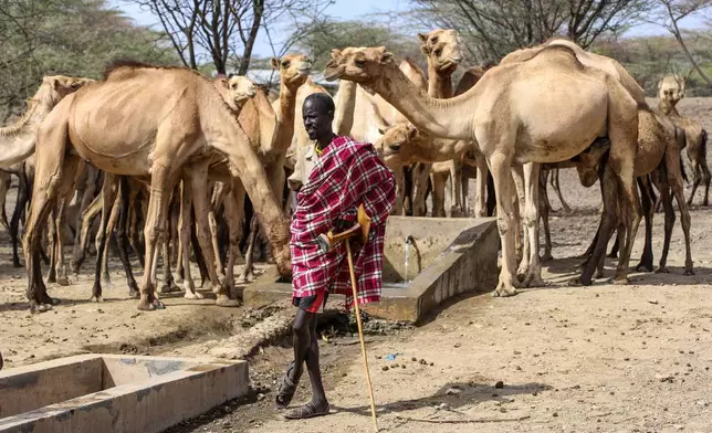 A man stands at a watering point with his camels, as residents rely on aid from World Vision and the World Food Programme in Turkana County, Kenya, Sunday, Feb. 8, 2026. (AP Photo/Patrick Ngugi)